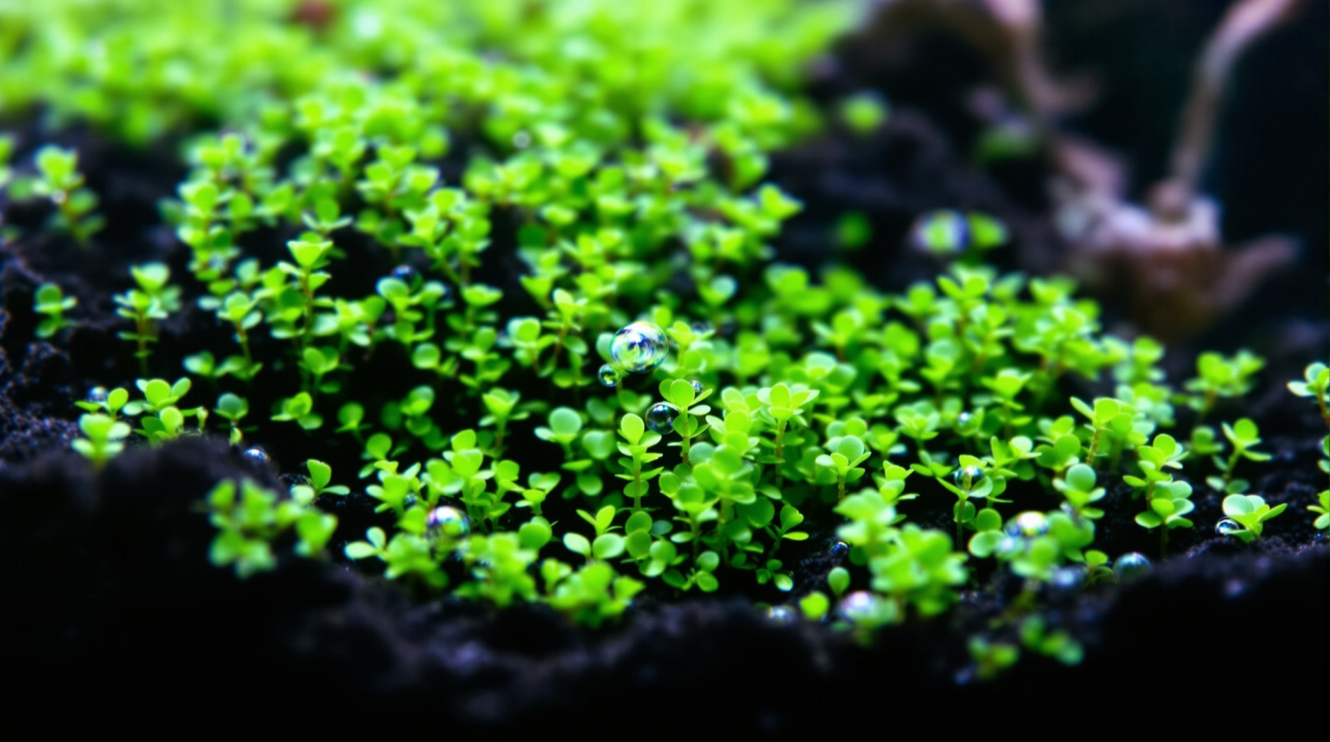 底床を覆うように横へ広がる前景用水草